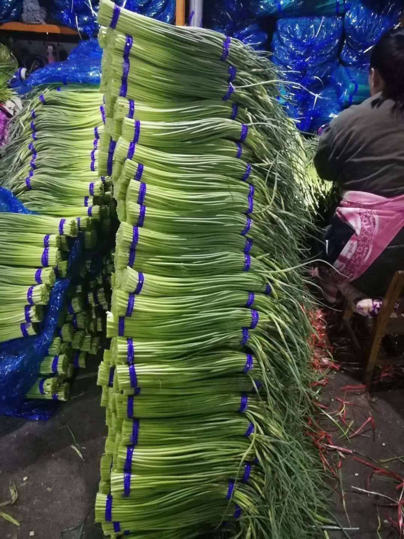红帽蒜薹金乡蒜苔产地直发供应电商市场商超食堂