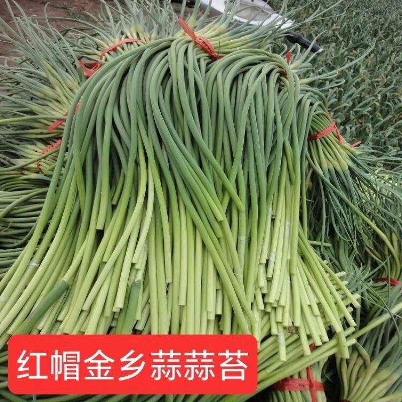 红帽蒜薹金乡蒜苔产地直发供应电商市场商超食堂