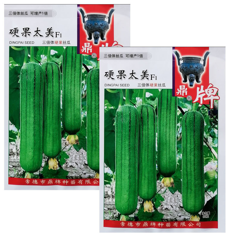 鼎牌硬果太美丝瓜种子翠绿短棒糯香油亮早熟高产丝瓜