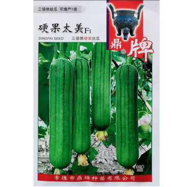 鼎牌硬果太美丝瓜种子翠绿短棒糯香油亮早熟高产丝瓜