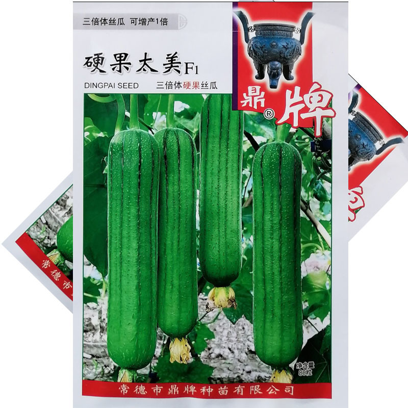 鼎牌硬果太美丝瓜种子翠绿短棒糯香油亮早熟高产丝瓜