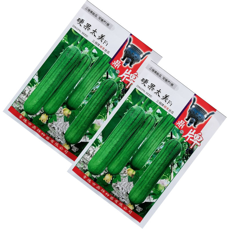 鼎牌硬果太美丝瓜种子翠绿短棒糯香油亮早熟高产丝瓜