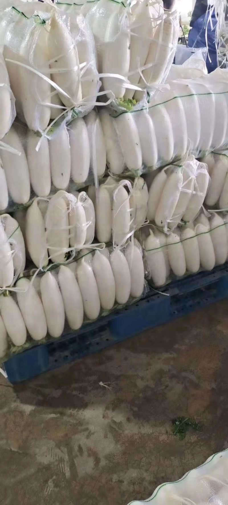 精品萝卜湖北白萝卜基地一手货源全国发货可视频
