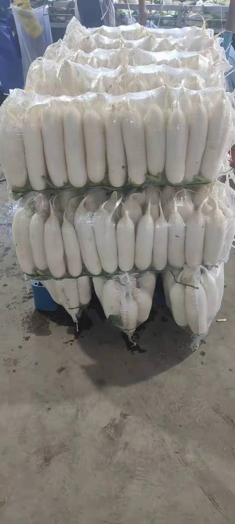 精品萝卜湖北白萝卜基地一手货源全国发货可视频