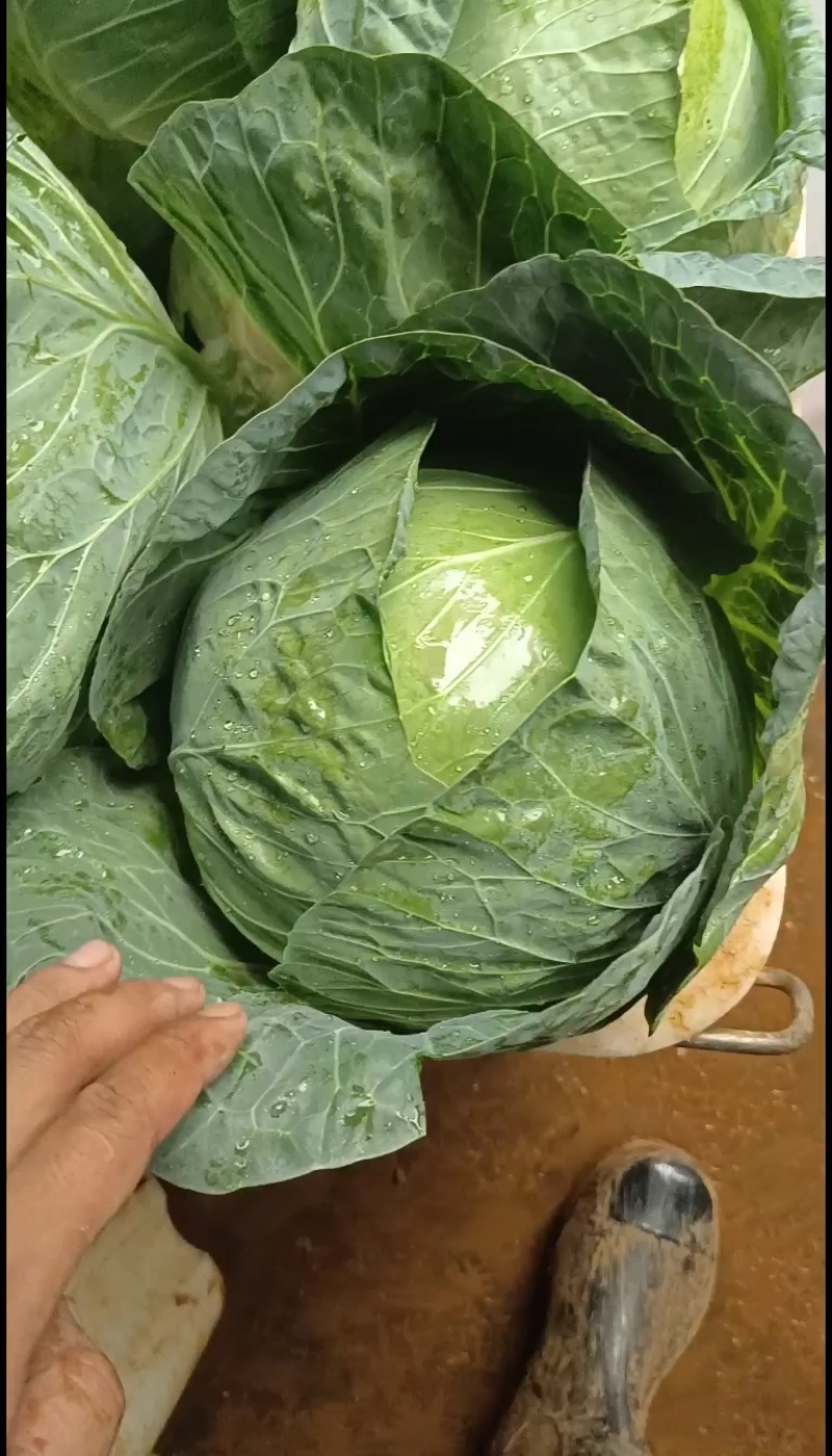 精品甘蓝湖北圆包菜对接电商市场商超可视频看货