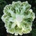 精品菜花湖北松花菜对接电商市场商超可视频看货