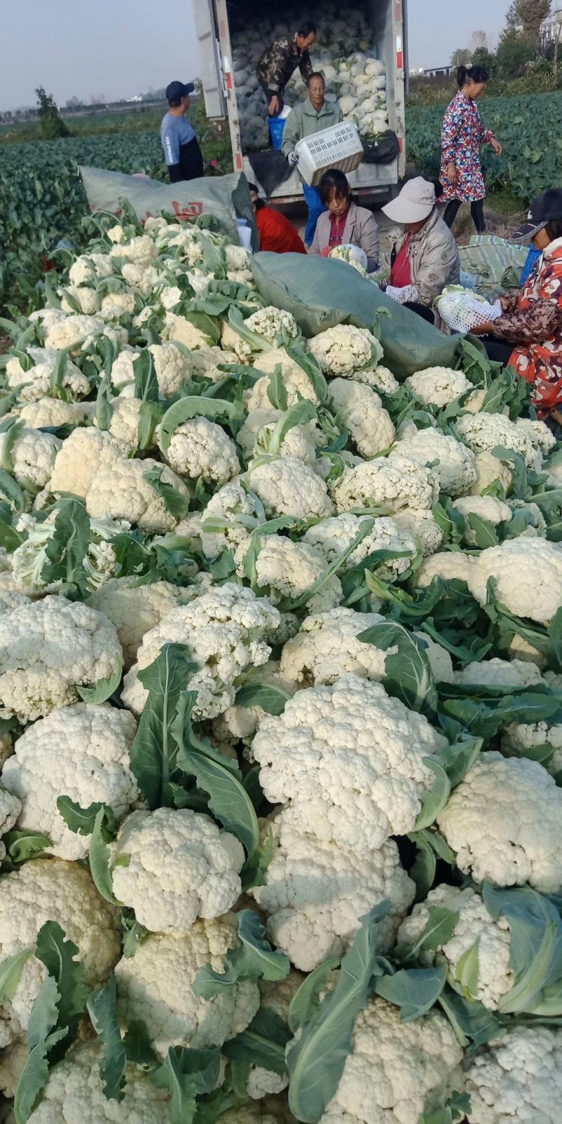 精品菜花湖北松花菜对接电商市场商超可视频看货