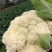 精品菜花湖北松花菜对接电商市场商超可视频看货