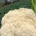 精品菜花湖北松花菜对接电商市场商超可视频看货