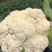 精品菜花湖北松花菜对接电商市场商超可视频看货