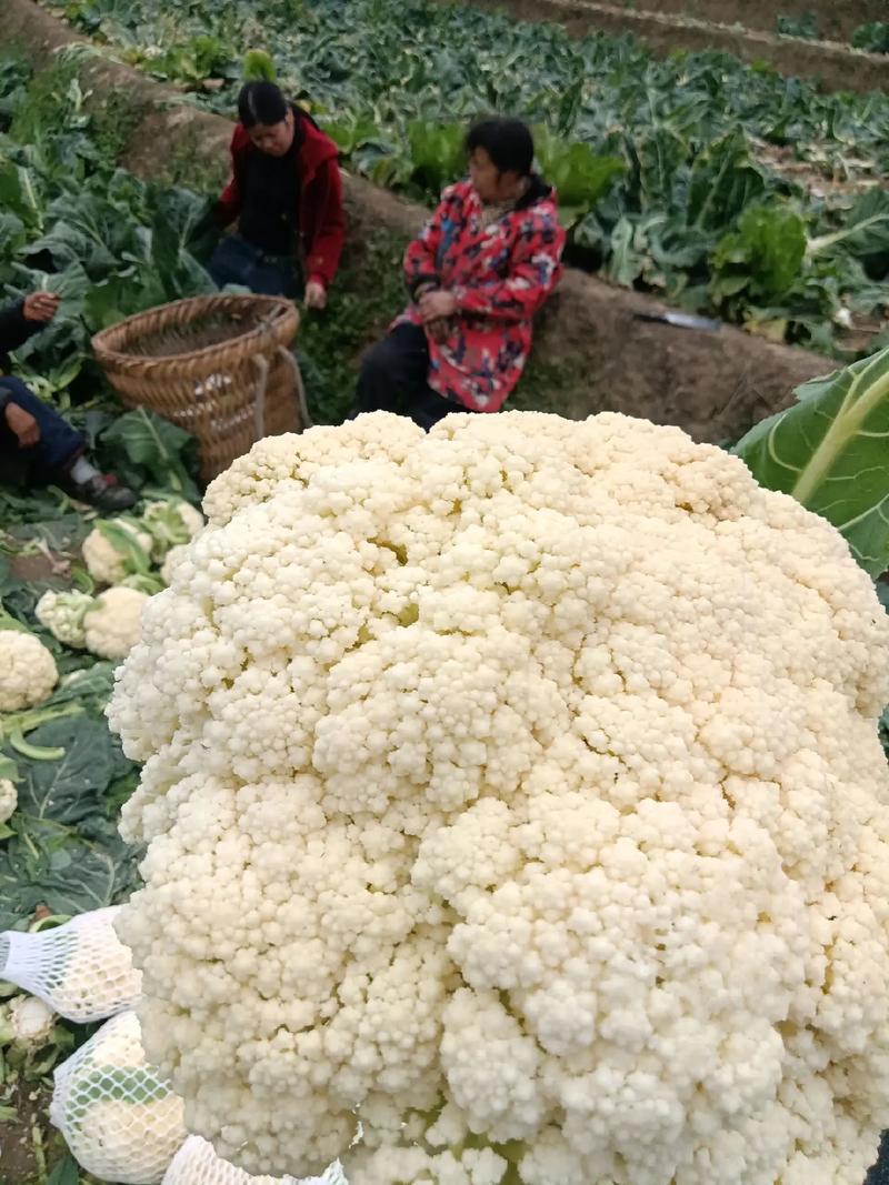 精品菜花湖北松花菜对接电商市场商超可视频看货