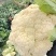 精品菜花湖北松花菜对接电商市场商超可视频看货
