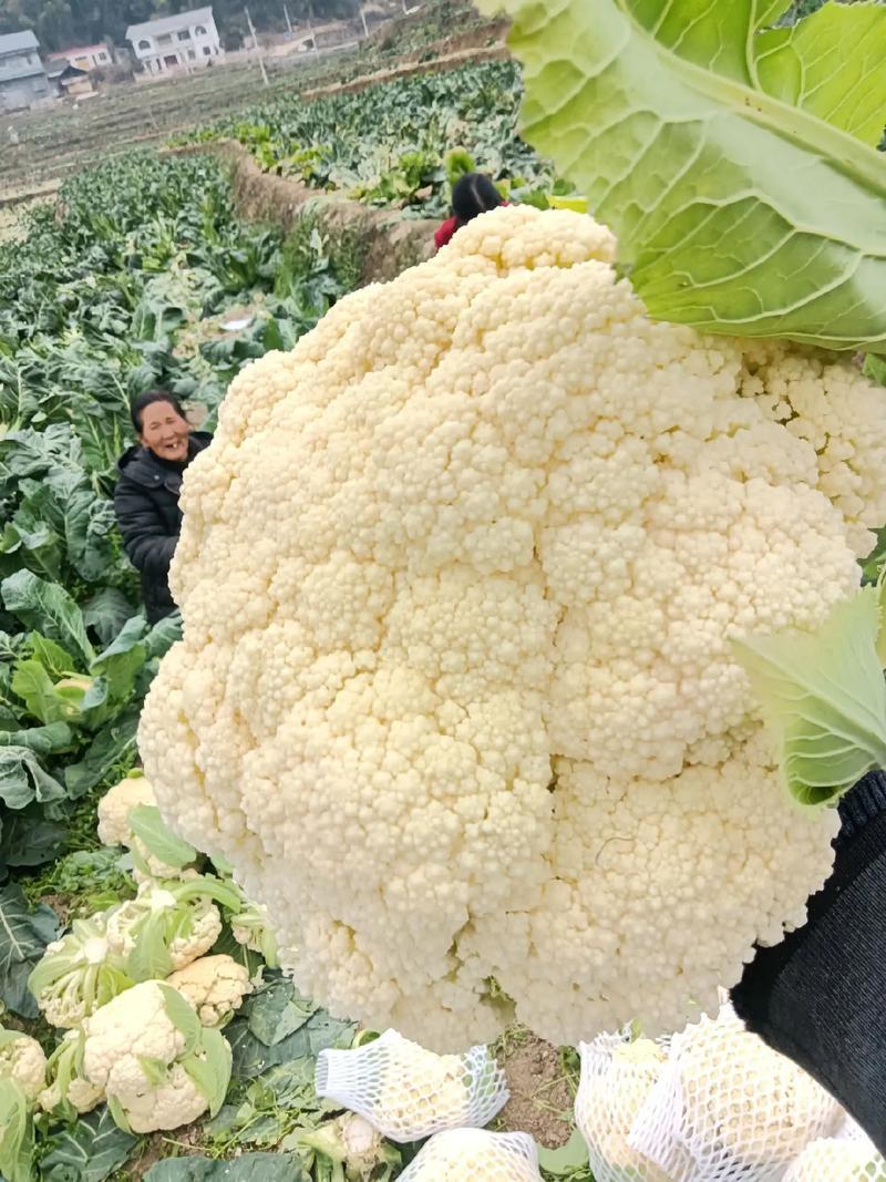 精品菜花湖北松花菜对接电商市场商超可视频看货