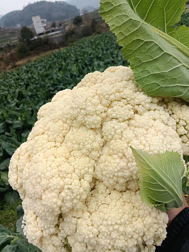 好货推荐菜花湖北松花菜对接电商市场商超可视频看货