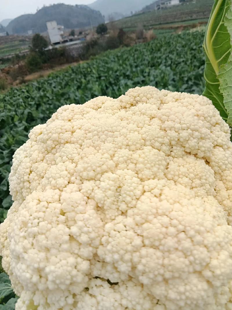 好货推荐菜花湖北松花菜对接电商市场商超可视频看货
