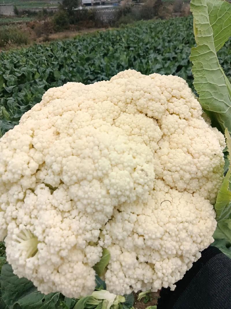 好货推荐菜花湖北松花菜对接电商市场商超可视频看货