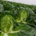 热卖推荐大白菜湖北黄心白菜对接电商市场商超可视频