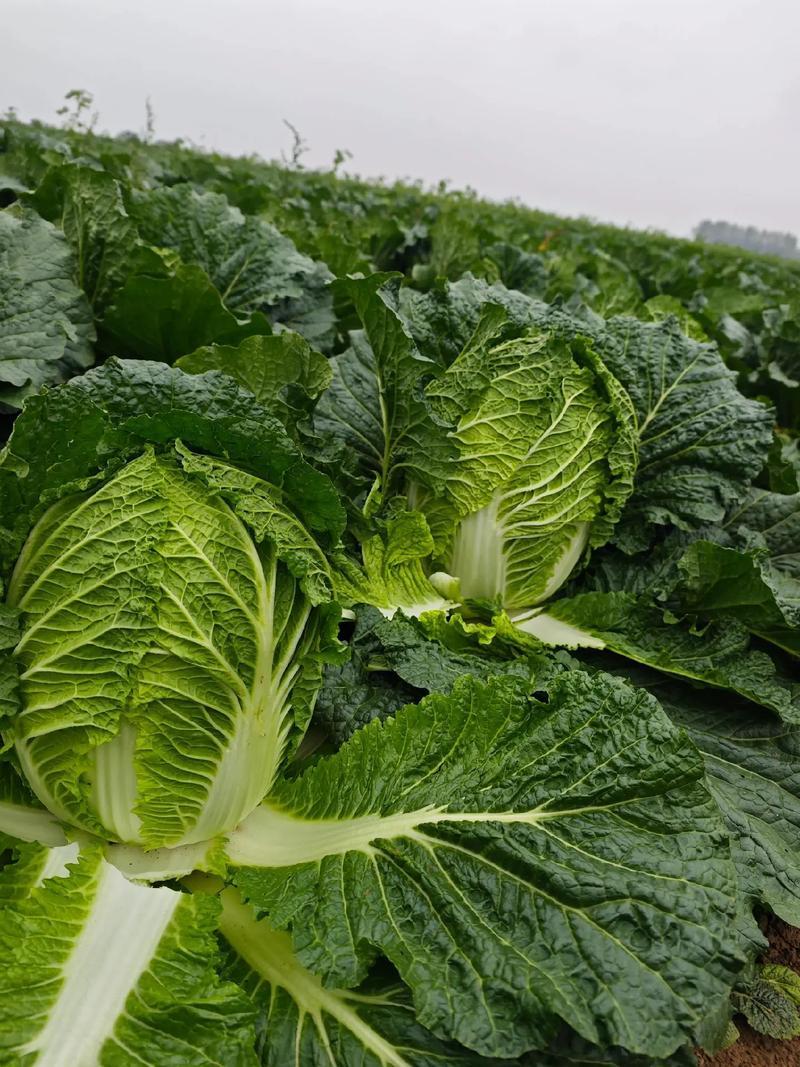 热卖推荐大白菜湖北黄心白菜对接电商市场商超可视频