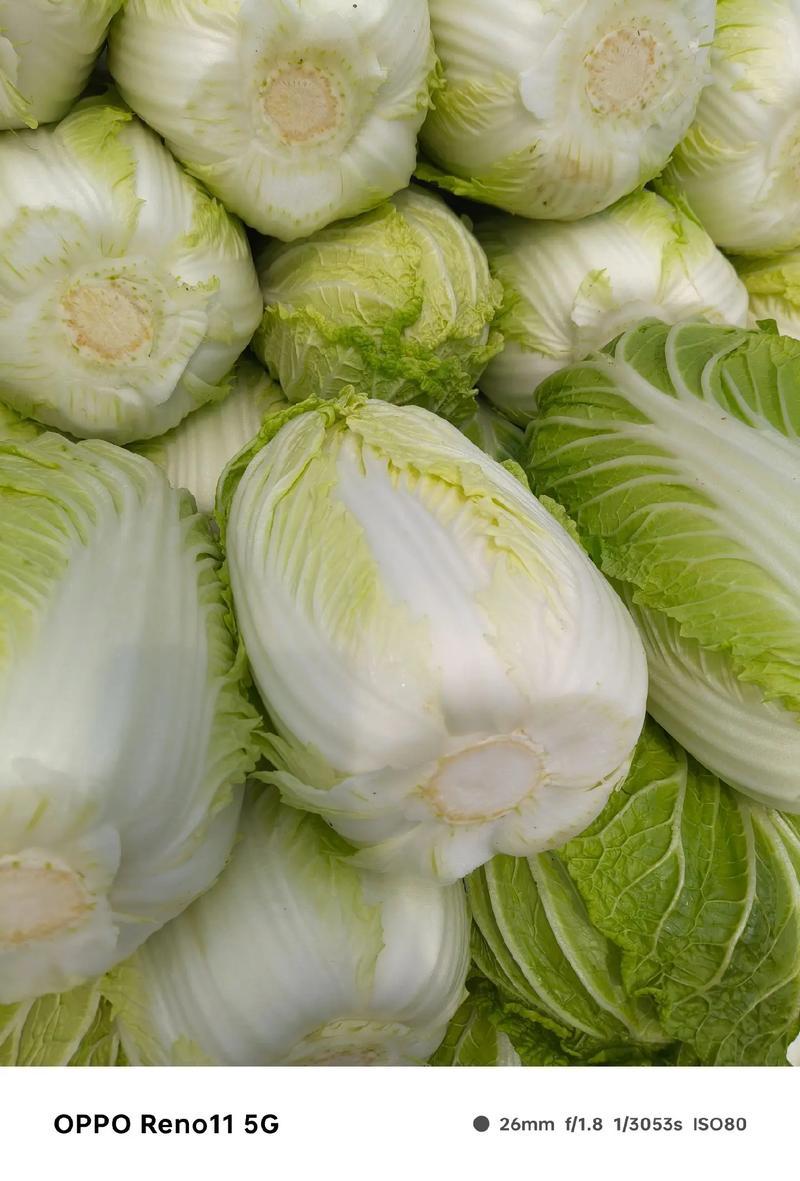 热卖推荐大白菜湖北黄心白菜对接电商市场商超可视频