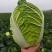 热卖推荐大白菜湖北黄心白菜对接电商市场商超可视频