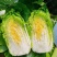 热卖推荐大白菜湖北黄心白菜对接电商市场商超可视频