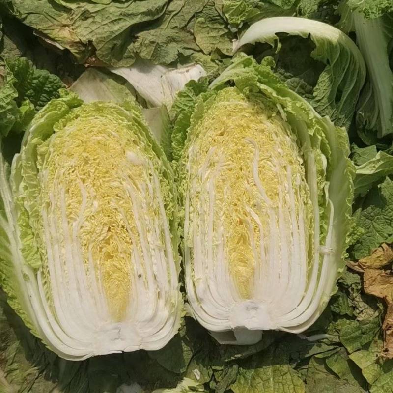 热卖推荐大白菜湖北黄心白菜对接电商市场商超可视频