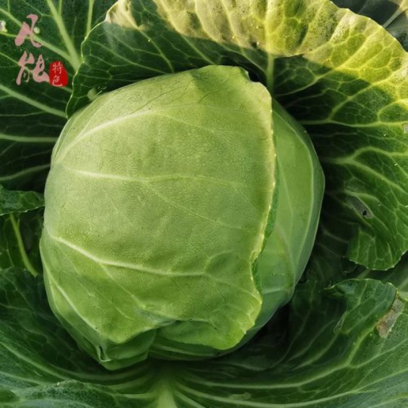 好货推荐甘蓝湖北圆包菜对接电商市场商超可视频看货