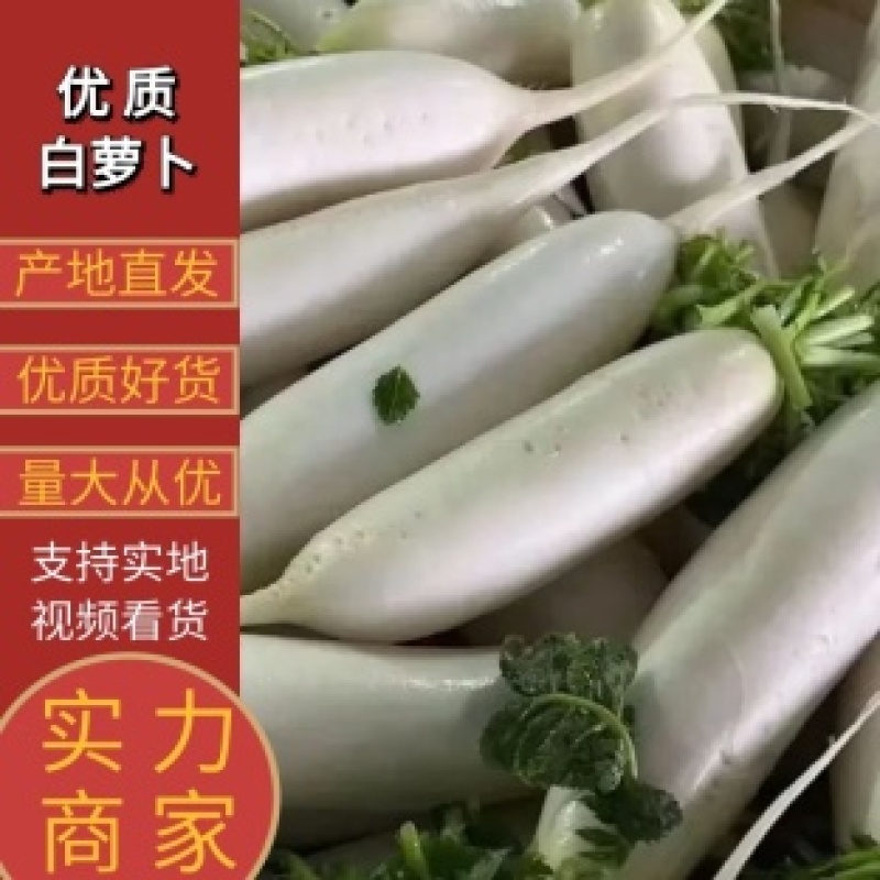 热卖推荐萝卜湖北白萝卜基地一手货源全国发货可视频