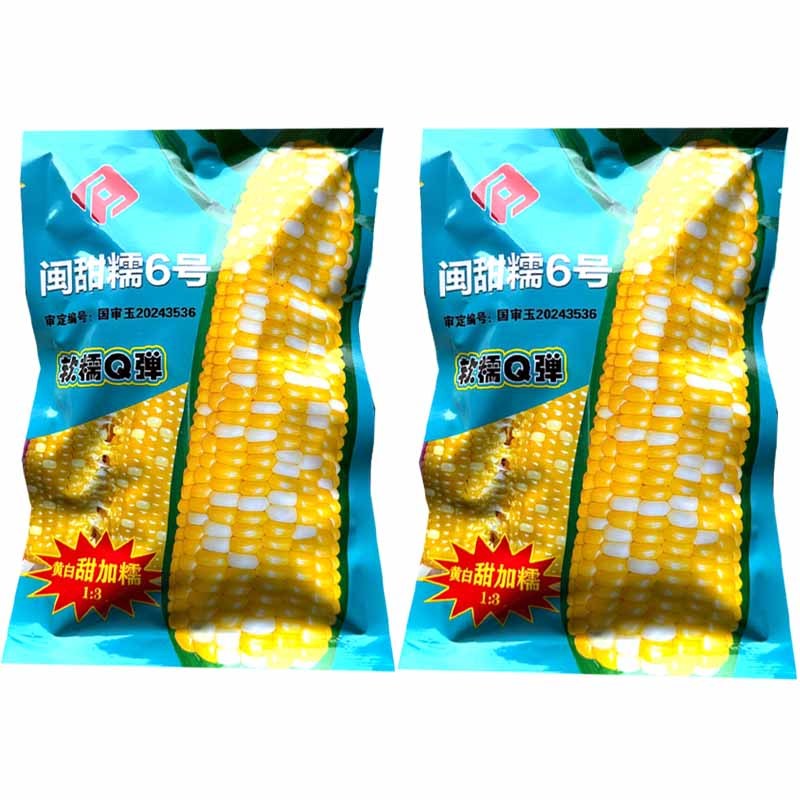 闽甜糯6号玉米种子黄白双色甜糯玉米种子软糯Q弹鲜食糯玉米