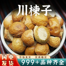 中药材川楝子别名金铃子生楝实川楝