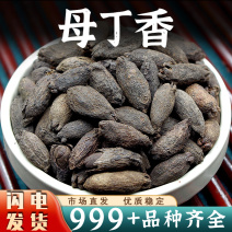 母丁香中药材鸡舌香丁香香料钓鱼火锅配料新鲜选干货