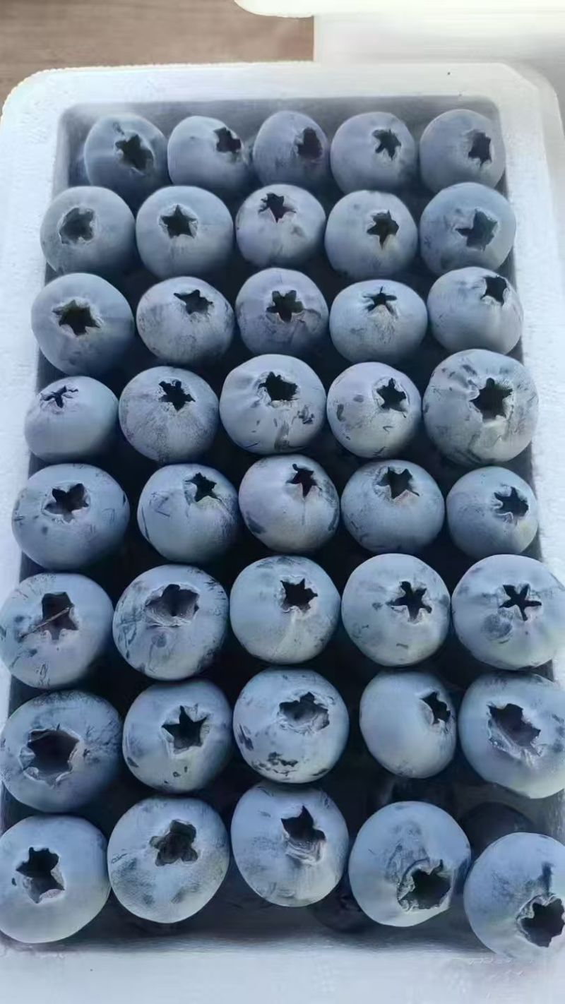 山东L25蓝莓大量上市产地直供大量有货质量保证一手货源