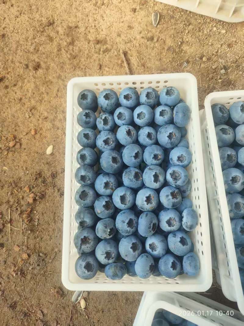 山东L25蓝莓大量上市产地直供大量有货质量保证一手货源