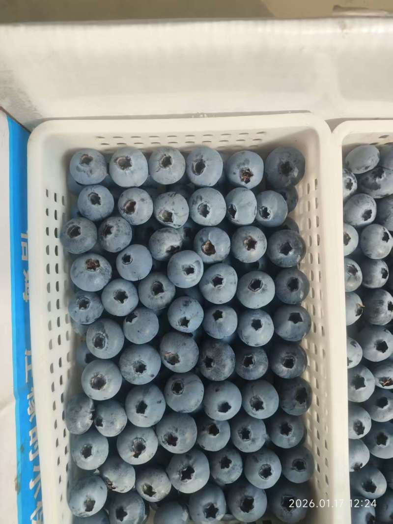 山东L25蓝莓大量上市产地直供大量有货质量保证一手货源