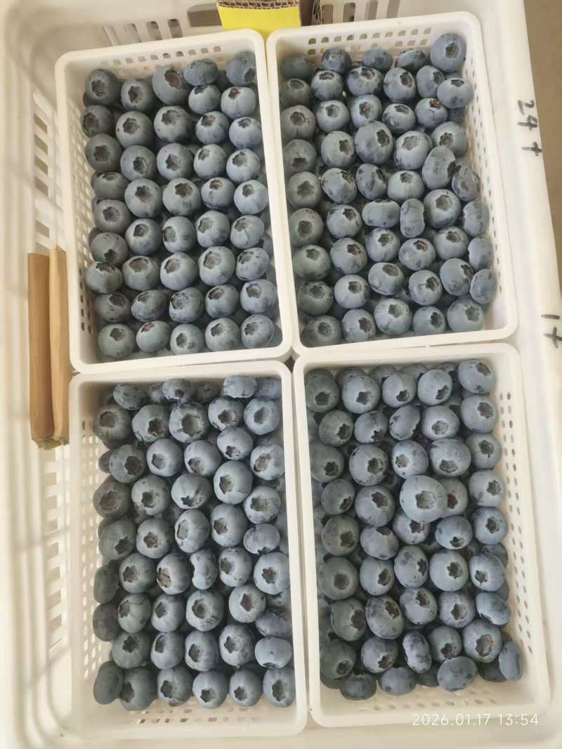 山东L25蓝莓大量上市产地直供大量有货质量保证一手货源