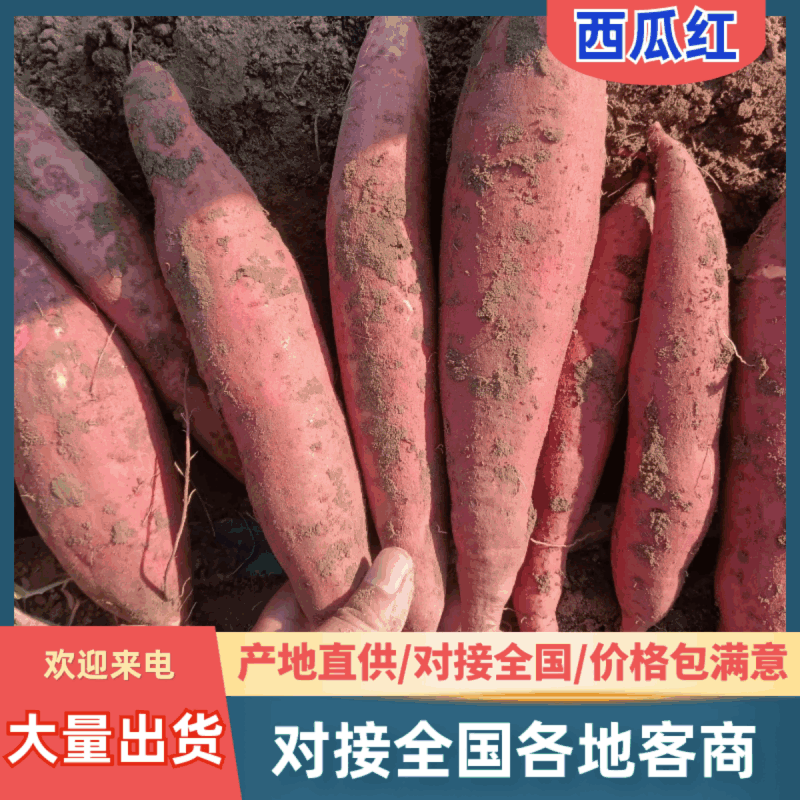 沙地西瓜红蜜薯，大量上市，一手货源，质量保证，欢迎采购