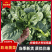 【热卖】趴地菠菜，一手货源，质量保证，欢迎新老客户采购