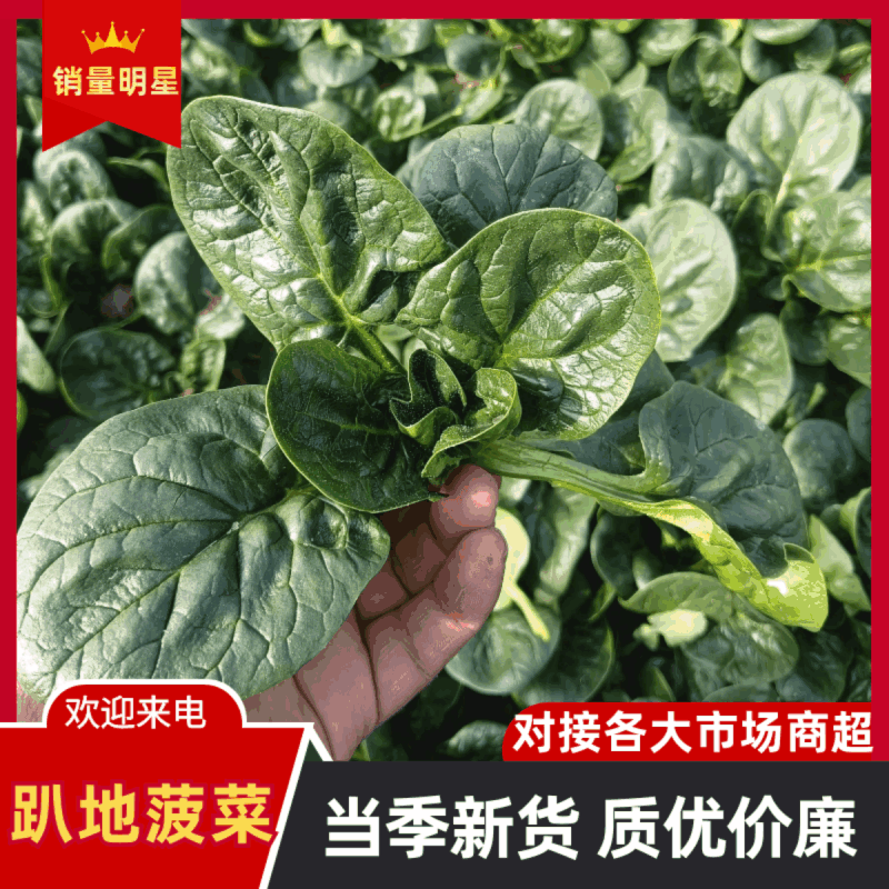 【热卖】趴地菠菜，一手货源，质量保证，欢迎新老客户采购