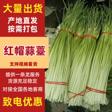 红帽蒜薹长蒜苔，大量上市，货源充足，质量保证，欢迎采购