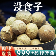 没食子中药材墨石子无食子没石子