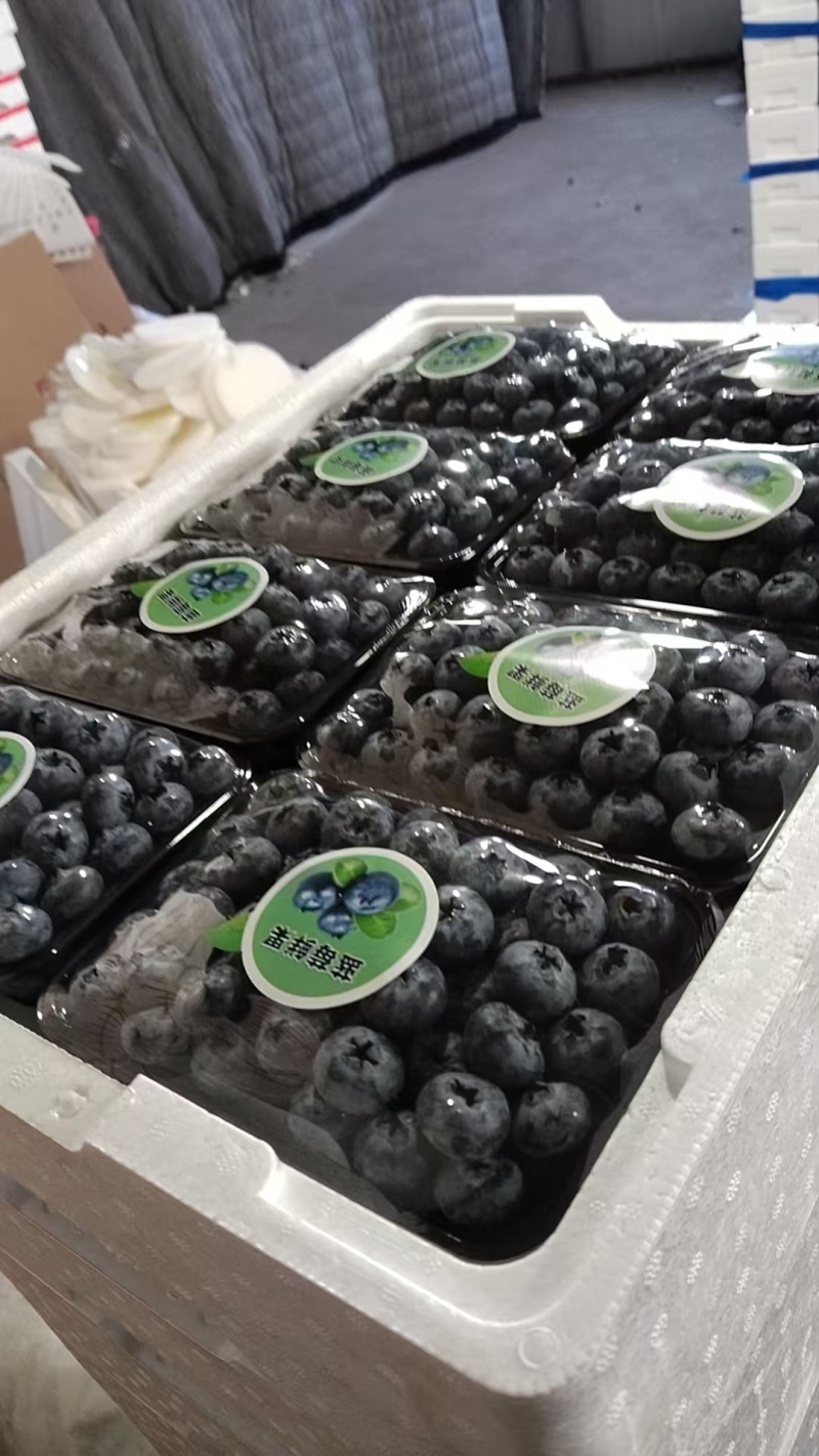 丹东f6蓝莓原产地供货一手货源一手价格耐运输按需求分拣