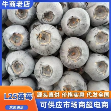 丹东f6蓝莓原产地供货一手货源一手价格耐运输按需求分拣