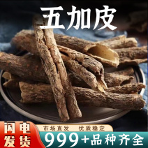 五加皮中药材五加皮根南五加皮香料新鲜非野生粉干货泡水茶泡
