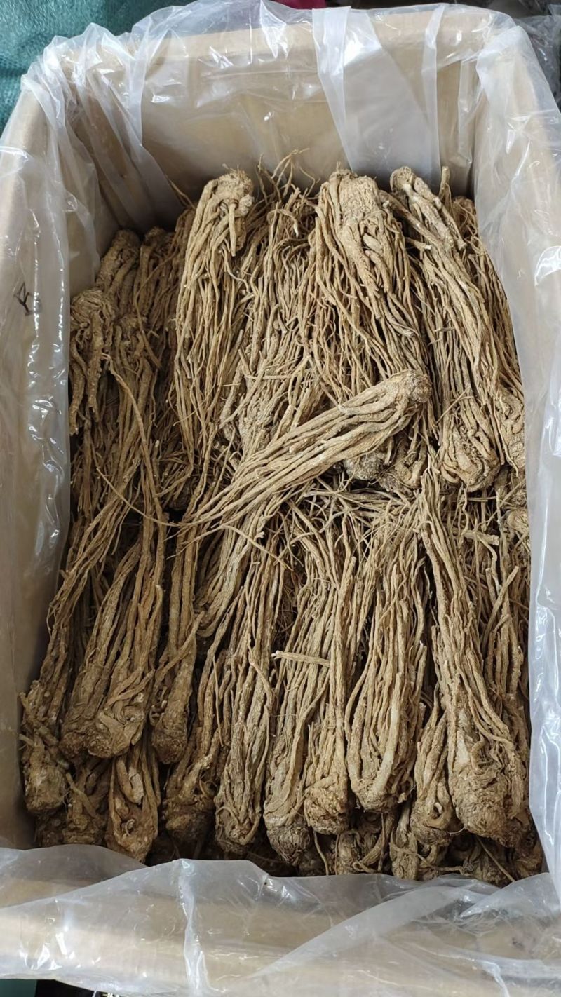 当归条甘肃当归条当归个岷县当归条批发代发