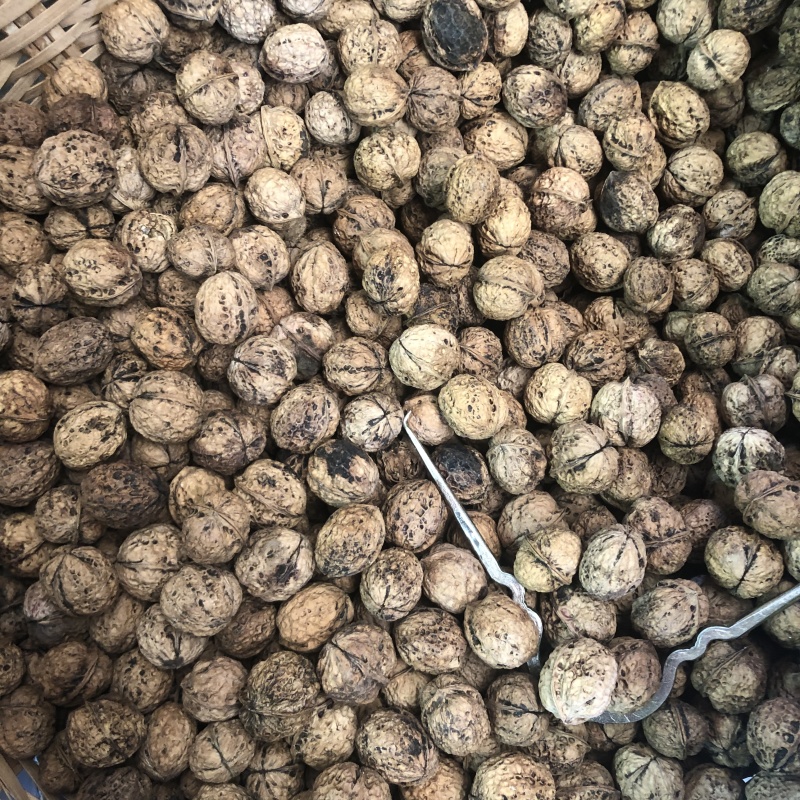 薄皮核桃云南大理漾濞薄皮核桃薄皮核桃批发代发