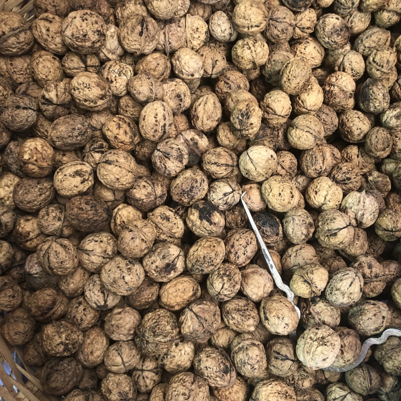 薄皮核桃云南大理漾濞薄皮核桃薄皮核桃批发代发