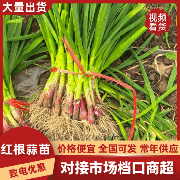 红根蒜苗，冷室棚，嫩绿。颜色鲜艳。确保有货。保证质量。