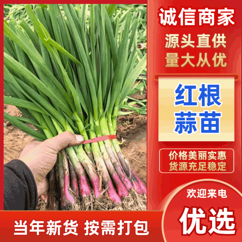 中牟蒜苗，根红窄叶，手工净。叶面厚，耐运输。耐存放。