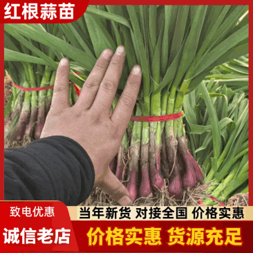 中牟红根宅叶蒜苗，沙地无泥土，无干尖，无黄，保证质量。