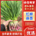 红根沙地蒜苗。无泥土净菜，持之以恒，长期供货。保证质量。